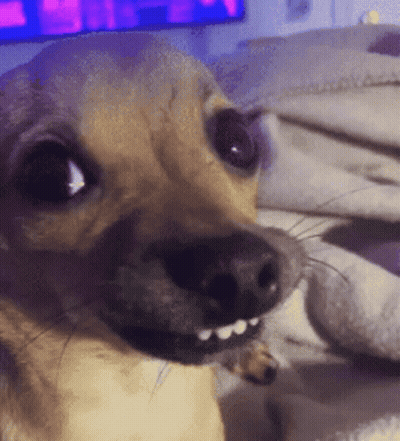 A Close Up Of A Dog 'S Face With Teeth GIF