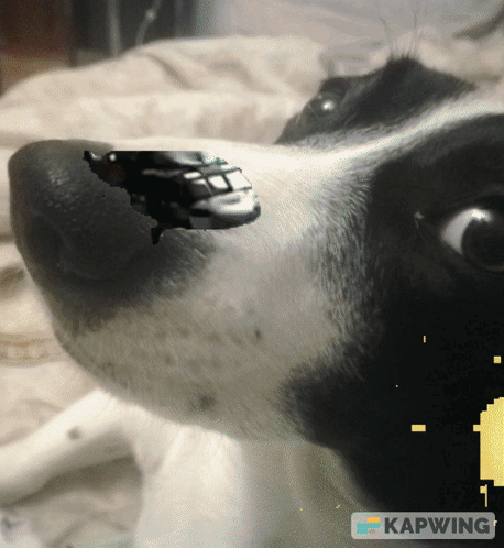 A Close Up Of A Dog 'S Face With The Word Kapwing In The Upper Right Corner GIF