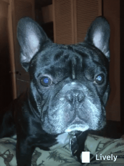 A Close Up Of A Dog 'S Face With The Word Lively In The Upper Right Corner GIF