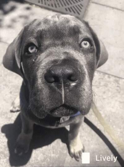 A Close Up Of A Dog 'S Face With The Word Lively In The Upper Right Corner GIF