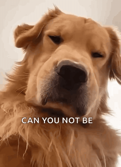 A Close Up Of A Dog 'S Face With The Words `` Can You Not Be '' Written On It . GIF