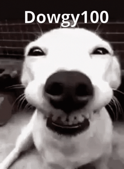 A Close Up Of A Dog 'S Face With The Words `` Dowgy100 '' Written On It . GIF