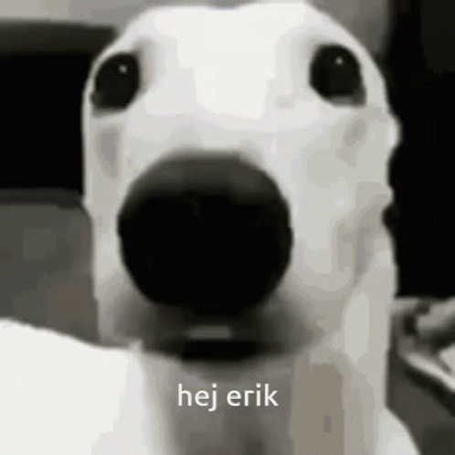 A Close Up Of A Dog 'S Face With The Words Hej Erik Written On The Bottom GIF
