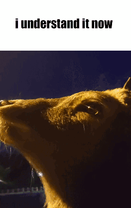 A Close Up Of A Dog 'S Face With The Words I Understand It Now Below It GIF