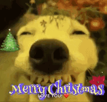 A Close Up Of A Dog 'S Face With The Words Merry Christmas Love You Written On It . GIF