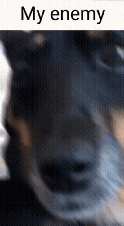 A Close Up Of A Dog 'S Face With The Words My Enemy Written Above It GIF