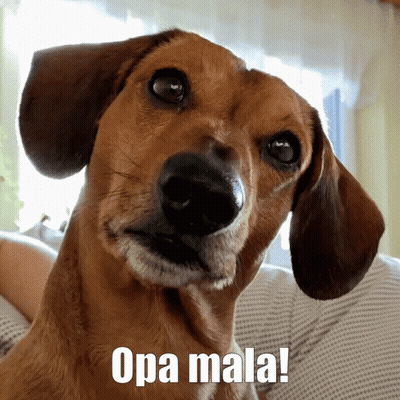 A Close Up Of A Dog 'S Face With The Words Opa Mala Below It GIF