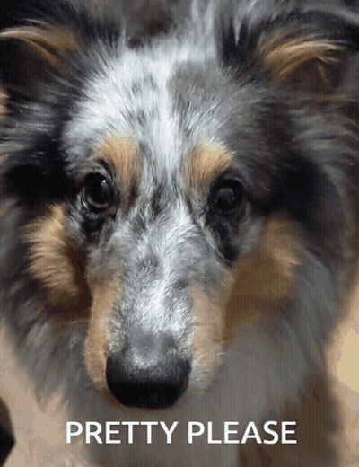A Close Up Of A Dog 'S Face With The Words Pretty Please Below It GIF
