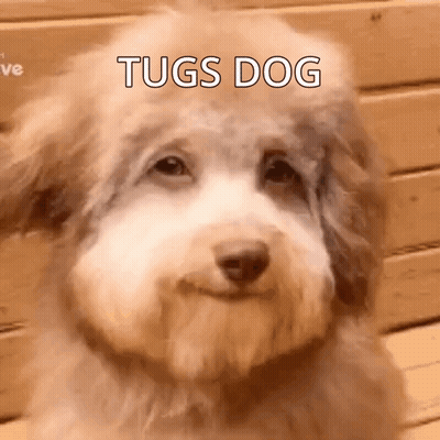 A Close Up Of A Dog 'S Face With The Words Tugs Dog Written On It . GIF
