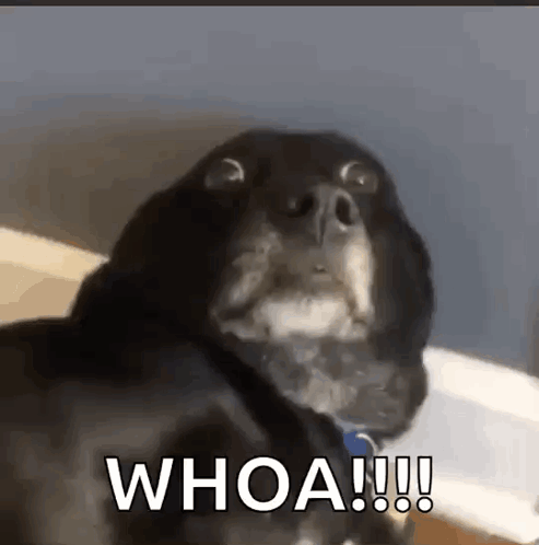 A Close Up Of A Dog 'S Face With The Words `` Whoa !!! '' Written Next To It . GIF