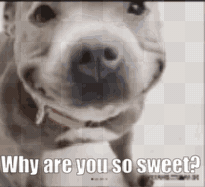A Close Up Of A Dog 'S Face With The Words `` Why Are You So Sweet ? '' Written On It . GIF