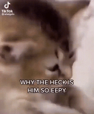 A Close Up Of A Dog 'S Face With The Words `` Why The Heck Is Him So Eepy '' . GIF