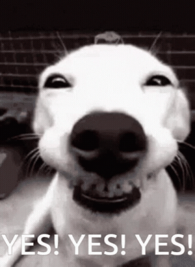 A Close Up Of A Dog 'S Face With The Words Yes Yes Yes GIF