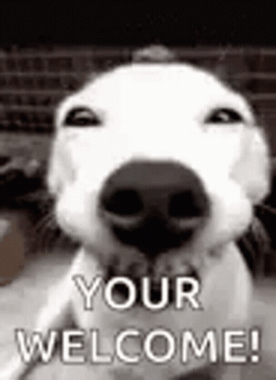 A Close Up Of A Dog 'S Face With The Words `` Your Welcome '' Written On It . GIF