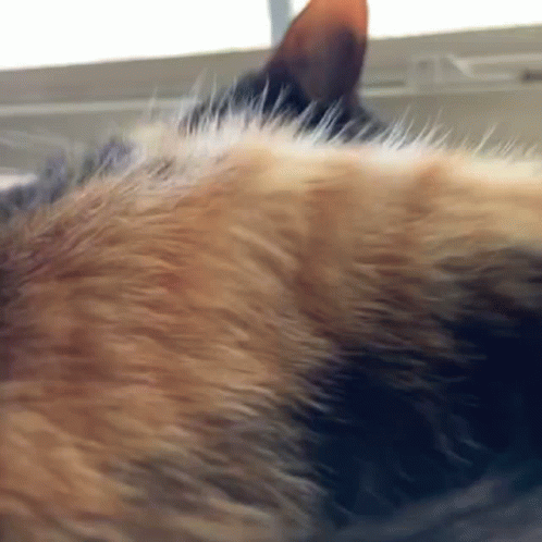 A Close Up Of A Dog 'S Fur With A Window In The Background . GIF