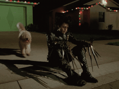 A Close Up Of A Dog 'S Hair Being Cut With Scissors GIF