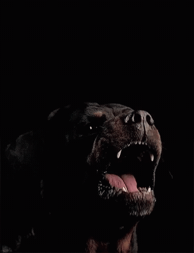 A Close Up Of A Dog 'S Mouth Open In The Dark GIF