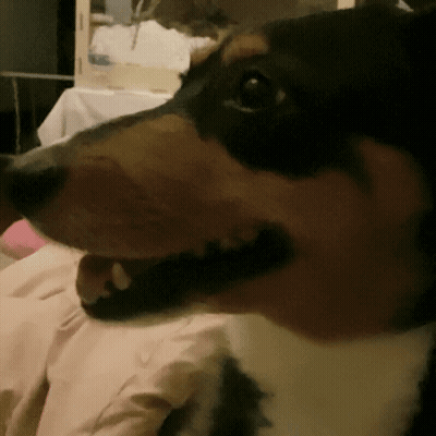 A Close Up Of A Dog 'S Mouth With Its Mouth Open GIF