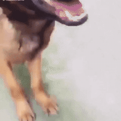 A Close Up Of A Dog 'S Mouth With Its Tongue Hanging Out GIF