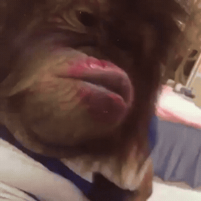 A Close Up Of A Dog 'S Mouth With Its Tongue Out . GIF