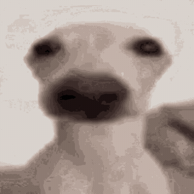 A Close Up Of A Dog 'S Nose Against A White Backdrop GIF
