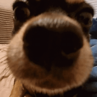 A Close Up Of A Dog 'S Nose And Mouth GIF