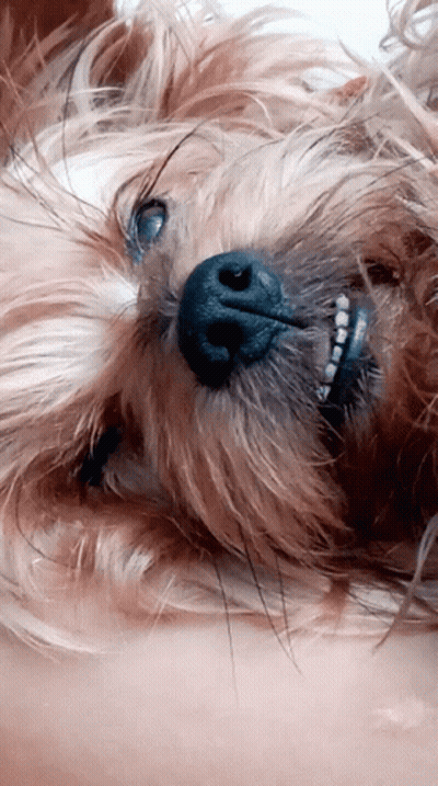 A Close Up Of A Dog 'S Nose And Mouth GIF