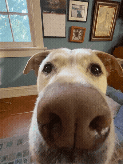 A Close Up Of A Dog 'S Nose In Front Of A Calendar That Says August GIF