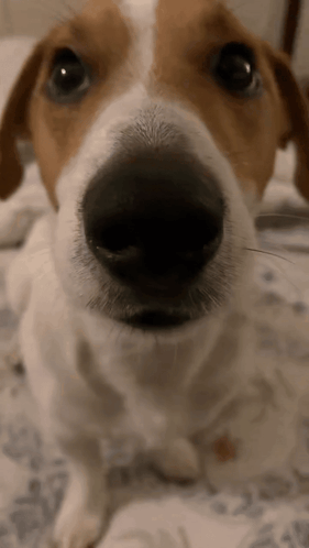 A Close Up Of A Dog 'S Nose Looking Up At The Camera GIF
