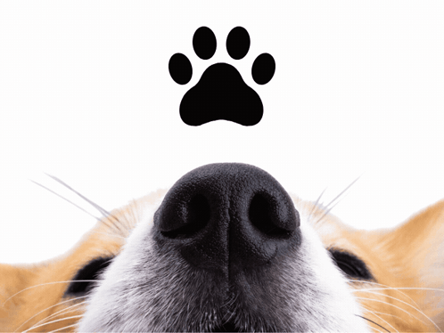 A Close Up Of A Dog 'S Nose With A Paw Print Above GIF