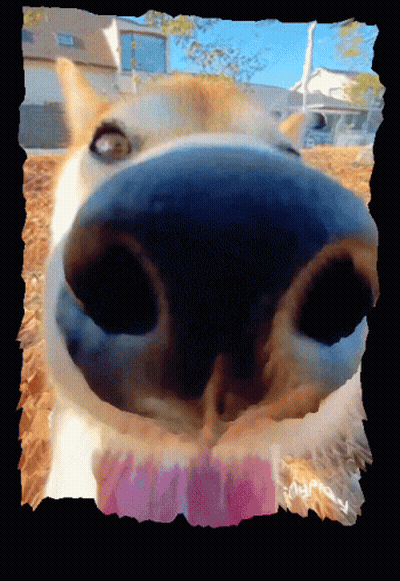 A Close Up Of A Dog 'S Nose With A Pink Sticker That Says ' Yummy ' On It GIF