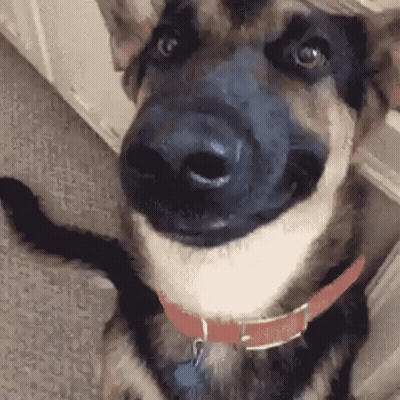 A Close Up Of A Dog 'S Nose With A Red Collar On . GIF