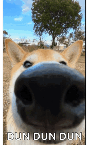 A Close Up Of A Dog 'S Nose With The Words Dun Dun Dun Written Below It GIF