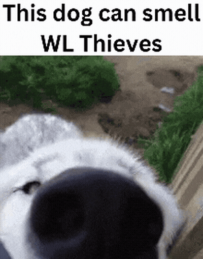 a close up of a dog 's nose with the words `` this dog can smell wl thieves '' written above it .