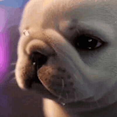 A Close Up Of A Dog 'S Nose With Water Dripping From It 'S Nose . GIF