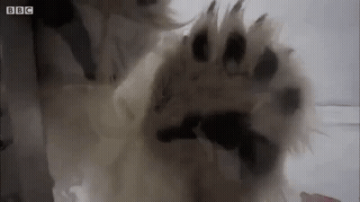A Close Up Of A Dog 'S Paw With A Gun In It 'S Mouth . GIF
