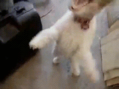 A Close Up Of A Dog 'S Paws With A Blurry Background GIF