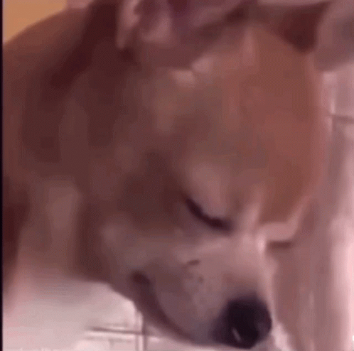 A Close Up Of A Dog Sleeping On A Bed With Its Eyes Closed . GIF