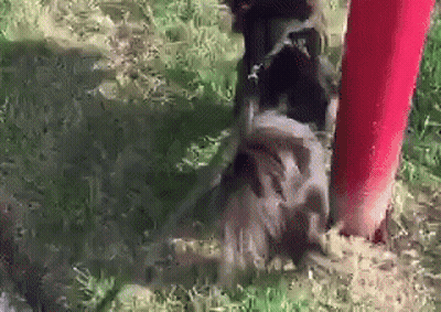 A Close Up Of A Dog Standing Next To A Red Pole . GIF