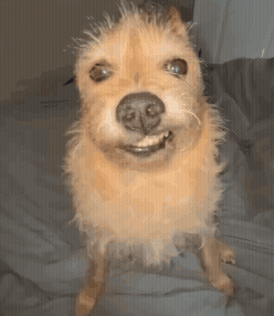 A Close Up Of A Dog Standing On Its Hind Legs GIF
