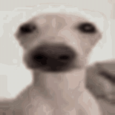 A Close Up Of A Dog Taking A Selfie . GIF