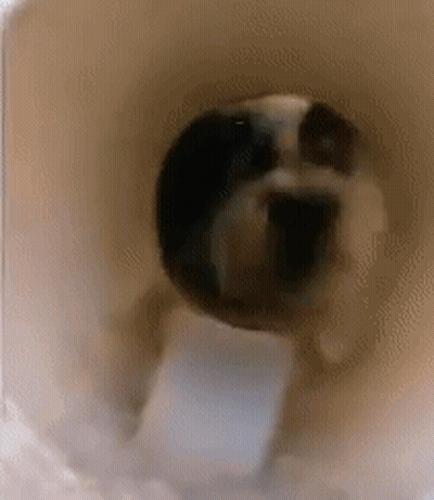 A Close Up Of A Dog Walking Through A Tube . GIF
