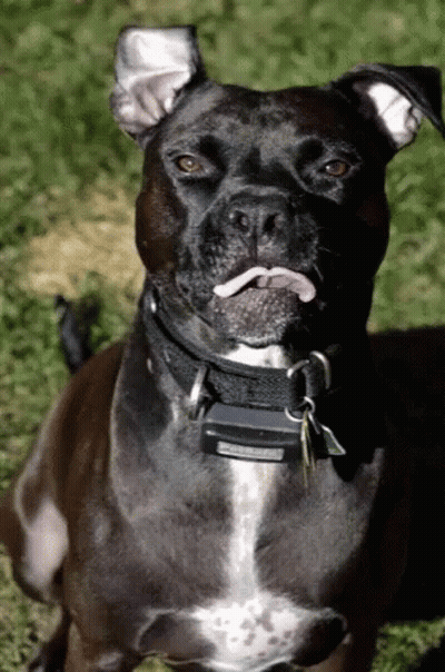 A Close Up Of A Dog Wearing A Collar With A Tag That Says Collar GIF