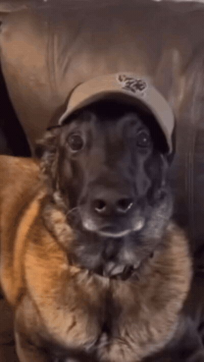 A Close Up Of A Dog Wearing A Hat That Says Nyc On It GIF