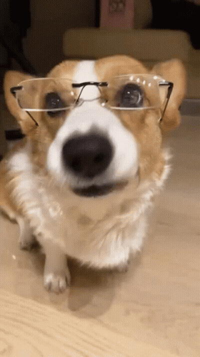 A Close Up Of A Dog Wearing Glasses On A Table . GIF