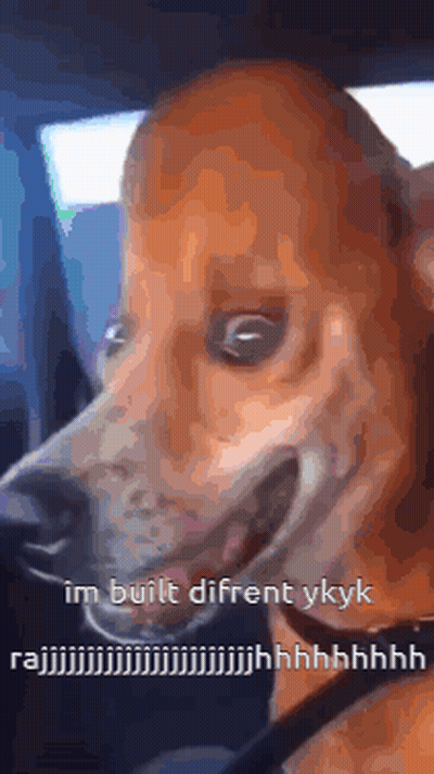 A Close Up Of A Dog With A Caption That Says Im Built Different Ykkyk GIF