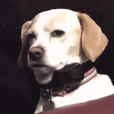 A Close Up Of A Dog With A Collar Around Its Neck . GIF