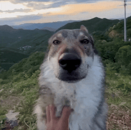 A Close Up Of A Dog With A Person 'S Hand On Its Nose GIF