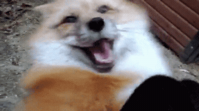 A Close Up Of A Dog With Its Mouth Open And Its Eyes Closed . GIF