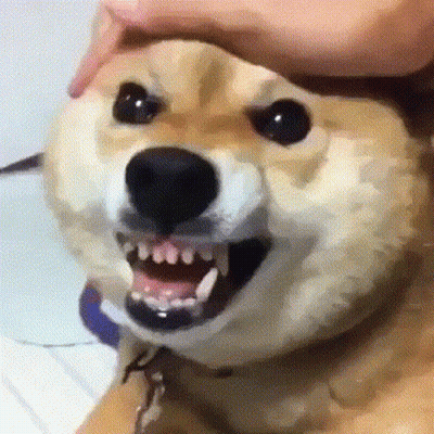 A Close Up Of A Dog With Its Mouth Open And Its Teeth Showing . GIF